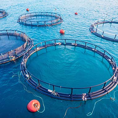 U mrežnim kavezima uzgajaju se morski plodovi. Nusproizvod uzgoja je amonijak koji također može biti toksičan za ribe.